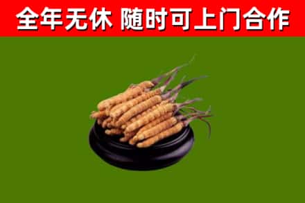 钦州回收冬虫夏草